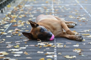 Hund müde wegen Ballwurfmaschine