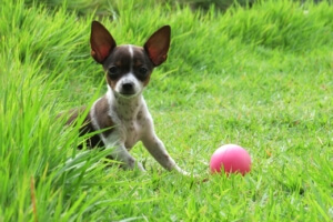 Ballwurfmaschine für Hunde glücklich