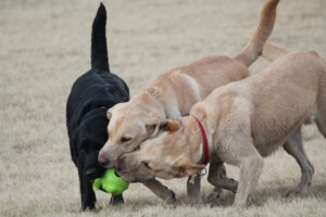 hunde fangen ball aus Ballwurfmaschine