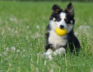 Ball aus ifetch Ballwurfmaschine